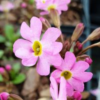 Primula  'Peter Klein'